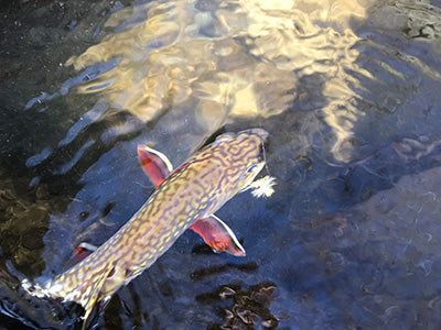 Mountain Trout Streams Fly Fishing Report - April 9, 2020