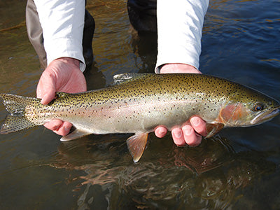 Stocked Trout Streams Fly Fishing Report- January 9, 2020