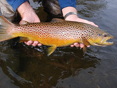 Delayed Harvest & Stocked Trout Streams - January 27, 2022