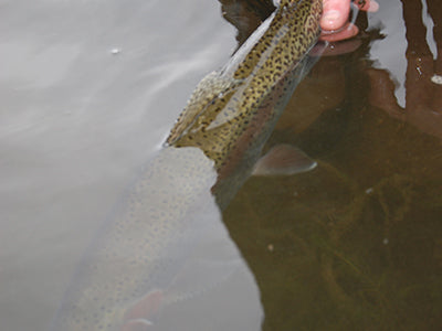 Stocked Trout Streams Fly Fishing Report - February 24, 2022