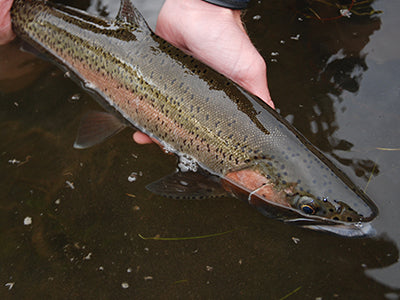Stocked Trout Streams Fly Fishing Report - March 31, 2022