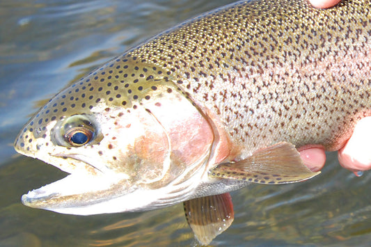 Stocked Trout Streams Fly Fishing Report - April 2, 2025