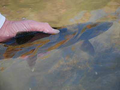 Stocked Trout Streams Fly Fishing Report - April 16, 2021