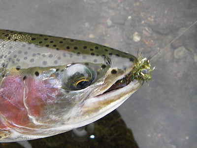 Stocked Trout Streams Fly Fishing Report - October 20, 2021