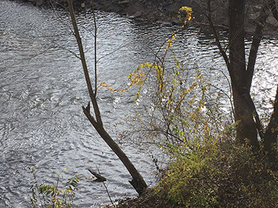 Stocked Trout Streams Fly Fishing Report - November 13, 2020