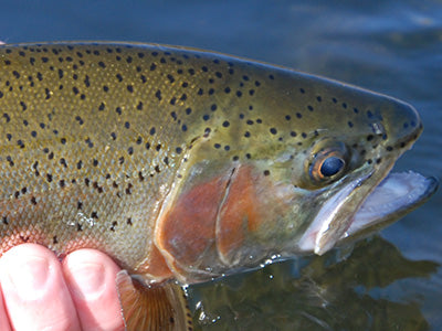 Stocked Trout Streams Fly Fishing Report - January 14, 2021