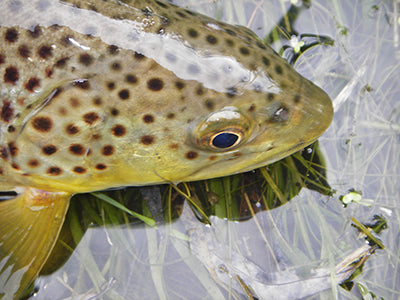 Stocked Trout Streams & Delayed Harvest Areas Stream Report - December 26, 2020