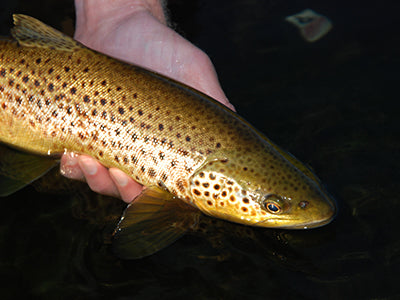 Stocked Trout Streams Fly Fishing Report - December 9, 2021