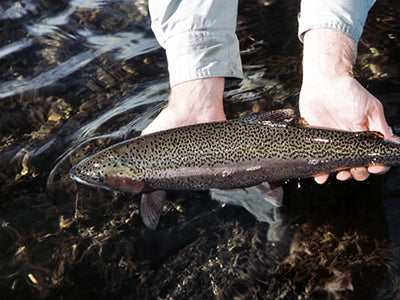 Stocked Trout Streams Fly Fishing Report - February 10, 2022