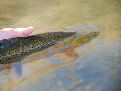 Stocked Trout Streams Fly Fishing Report - May 13, 2021
