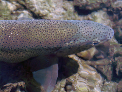 Stocked Trout Streams Fly Fishing Report - May 20, 2021