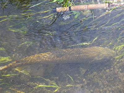 Stocked Trout Streams Fly Fishing Report - June 11, 2020