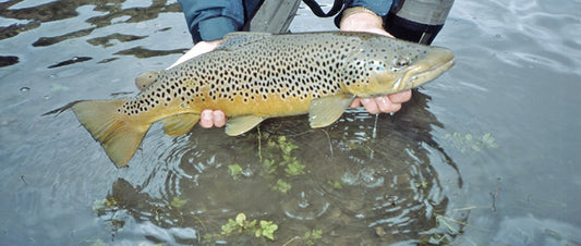 Stocked Trout Streams Fly Fishing Report - November 26, 2019