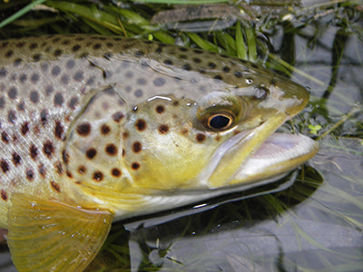 Stocked Trout Streams Fly Fishing Report - January 15, 2020