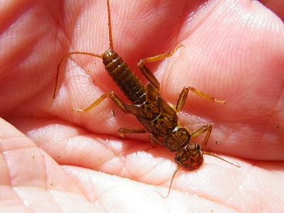 Stocked Trout Streams Fly Fishing Report - March 19, 2020