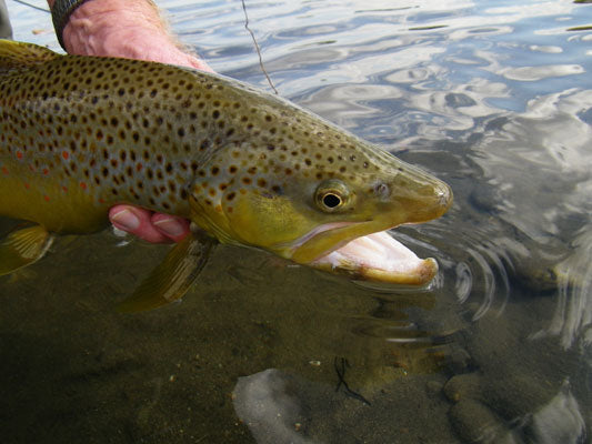 Large Brown Trout 