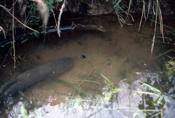 Stocked Trout Streams Fly Fishing Report- September 26, 2017