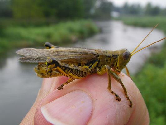 Grasshopper