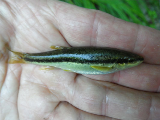 Natural Minnow