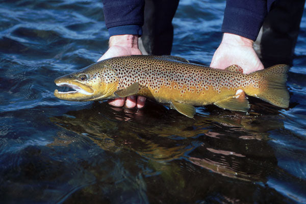 Large Brown Trout 