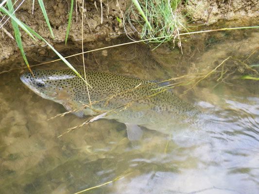 Stocked Trout Streams Fly Fishing Report- August 14, 2017