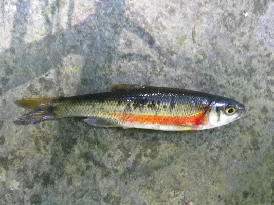 Minnow