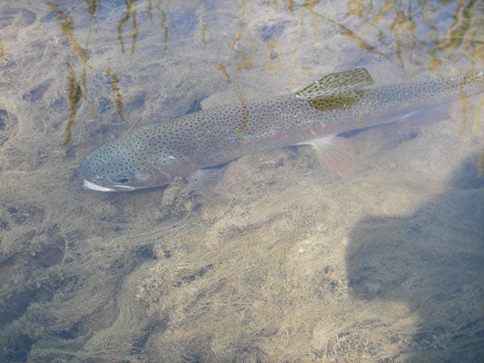 Rainbow Trout Trout Fly Fishing Streams