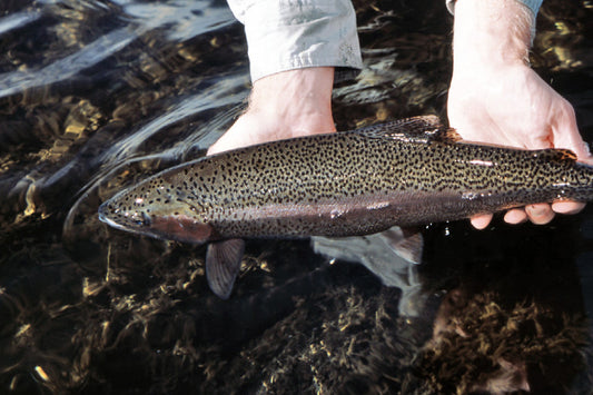 Stocked Trout Streams Fly Fishing Report - March 20, 2024