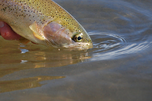 Stocked Trout Streams Fly Fishing Report - October 1, 2026