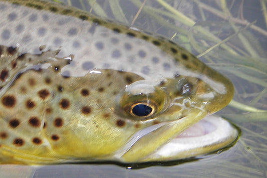 Stocked Trout Streams Fly Fishing Report - April 30, 2025
