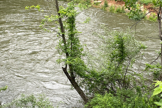 Fly Fishing Report for Trout and Bass Streams - May 16, 2025