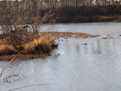 Smallmouth Bass Streams Fly Fishing Report - March 7, 2019