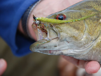 Smallmouth Bass Streams Fly Fishing Report - March 13, 2019