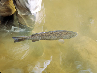 Smallmouth Bass Streams Fly Fishing Report - September 19, 2019