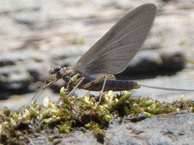 Mountain Trout Streams Fly Fishing Report - March 27, 2019