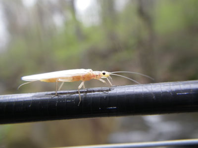 Mountain Trout Streams Fly Fishing Report - May 23, 2019