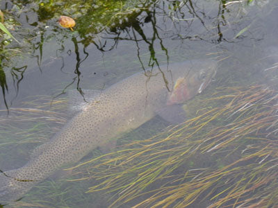 Mountain Trout Streams Fly Fishing Report - August 8, 2019