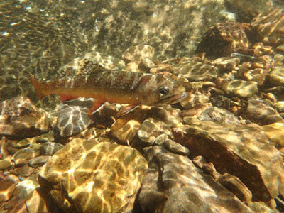 Mountain Trout Streams Fly Fishing Report - August 22, 2019