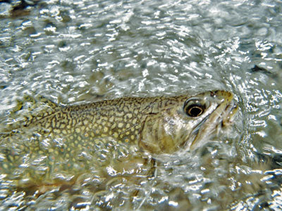 Mountain Trout Streams Fly Fishing Report - October 3, 2019