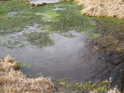 Stocked Trout Streams Fly Fishing Report - January 26, 2019