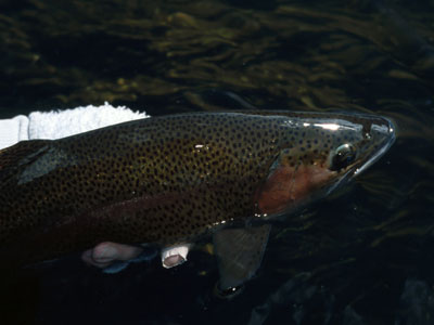 Stocked Trout Streams Fly Fishing Report - December 5, 2018