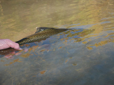 Stocked Trout Streams Fly Fishing Report - July 13, 2019