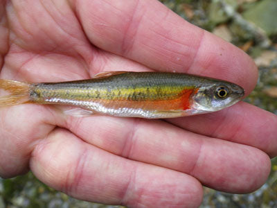 Samllmouth Bass Streams Fly Fishing Report - September 12, 2019