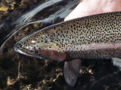 Stocked Trout Stream Fly Fishing Report - January 27, 2021