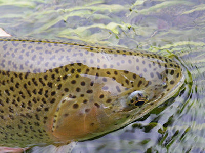 Stocked Trout Streams Fly Fishing Report - November 18, 2021