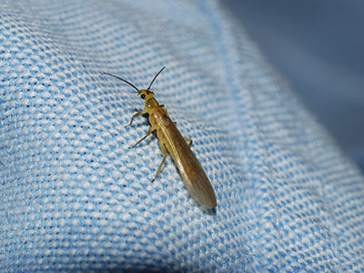 Mountain Trout Streams Fly Fishing Report - June 10, 2021