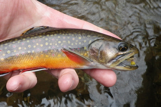 Trout Streams Fly Fishing Report - March 11, 2026