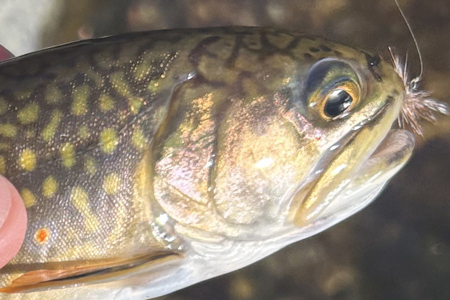 Trout Streams Fly Fishing Report - March 18, 2026