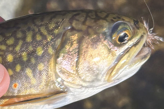 Trout Streams Fly Fishing Report - March 18, 2026