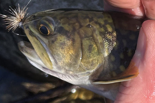 Trout Streams Fly Fishing Report - March 25, 2026